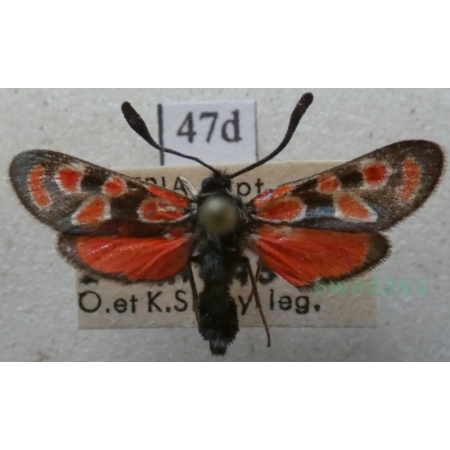 Zygaena orana nedroma Oberthür, 1881 Algieria47d